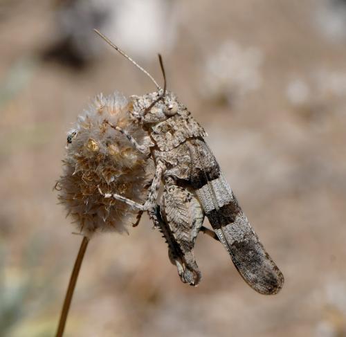 Réf. 284 989 : Oedipoda caerulescens caerulescens